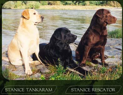 chovatelska-stanice-labradorsky-retrivr